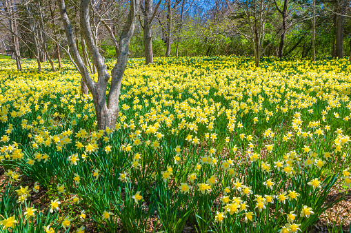 Thousands of daffodils bloom  among trees in a quiet glade in southeastern Massachusetts.