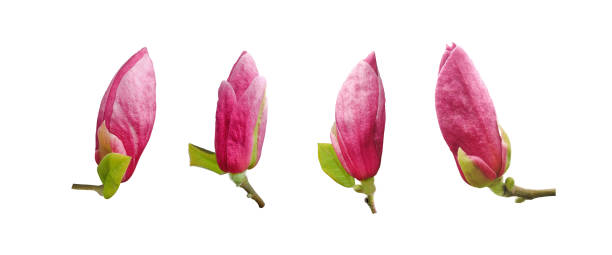 istock Purple magnolia buds isolated on white 1393029123