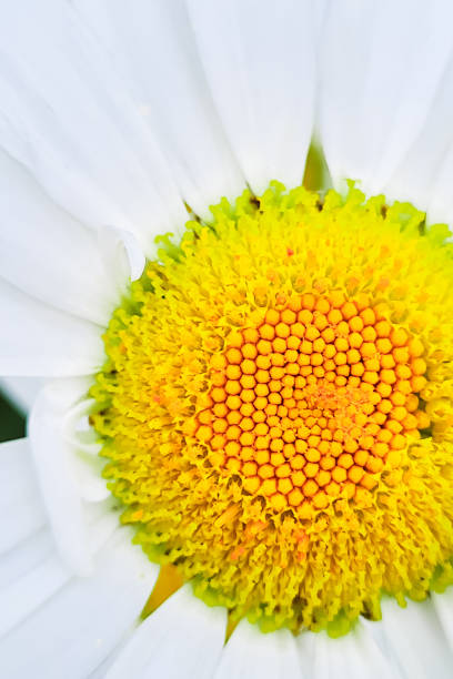 istock Chamomile close-up. White petals of daisy flower. 1393029145