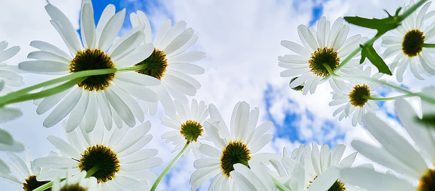 Bottom view of white daisies in garden. Chamomile flowers against blue sky. Summer natural background. Banner format.
