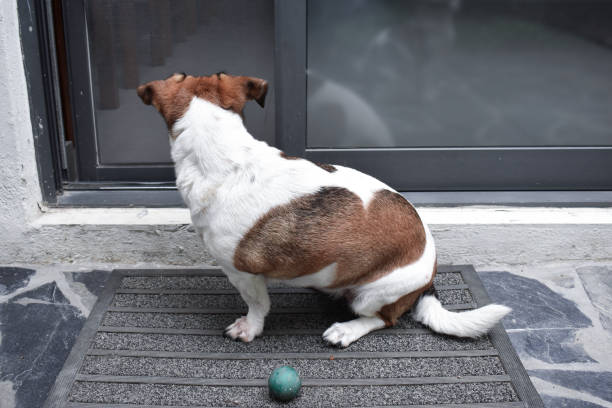 istock Sad dog outside the house 1393030092
