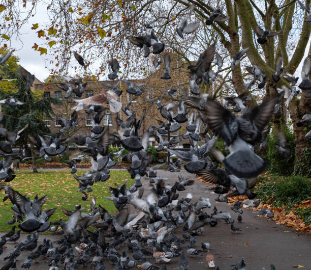 A large group of pigeons in sudden and chaotic fly off in public park on early autumn morning. Blur and motion. stock photo