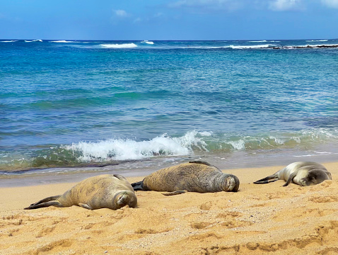 Three resting Hawaiian monk seals on the beach of Kauai, Hawaii. An endangered species. resting on the sand of the beaches of Kauai.