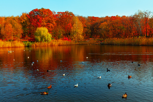 Autumn lake and red trees in the park