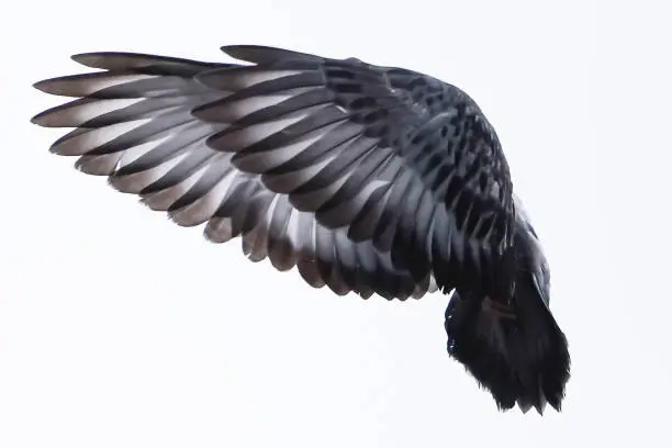 Photo of wings of a dove