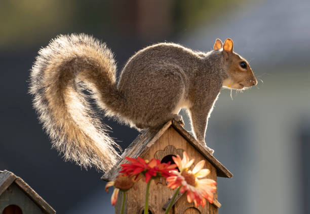 istock A Squirrel jumps over a bird house 1393032736
