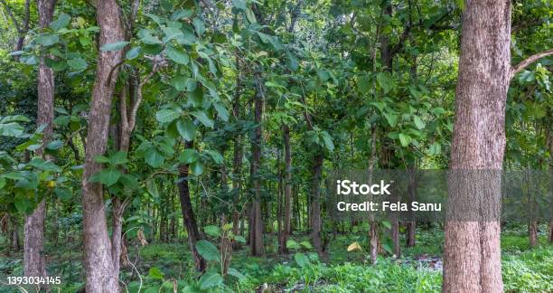 Arakanga Forest Reserve Stock Photo - Download Image Now - Nigeria, Forest, Ogun State