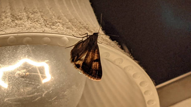 A Moth Near the Light Bulb stock photo