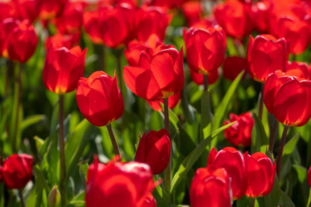 istock Annual Tulip Festival 1393036695