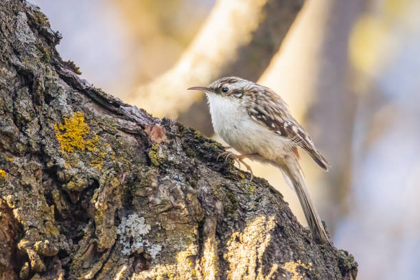 Small brown creeper looking for food on a maple tree on a spring evening stock photo