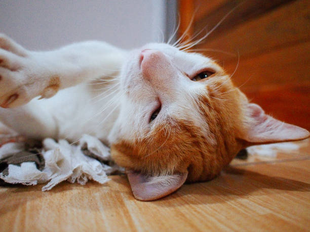 istock cute lazy white orange cat 1393041320