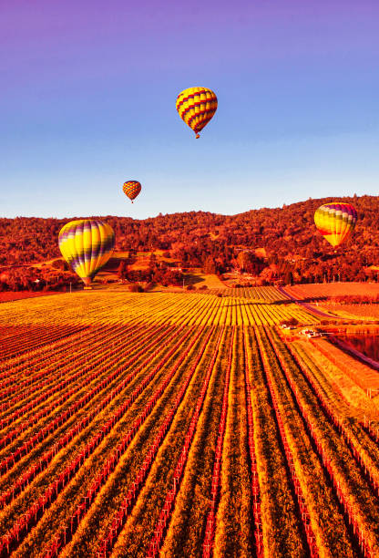 航空写真のブドウ畑 熱気球のあるナパ - hot air balloon california napa napa valley ストックフォトと画像