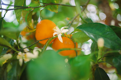 Close-up of oranges growing on a tree with green leaves.