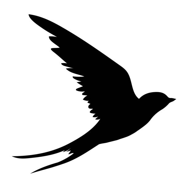 Silhouette Of The Sparrow Tattoo Designs Illustrations, Royalty-Free Vector  Graphics & Clip Art - iStock
