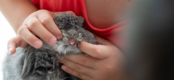 istock rabbit, bunny pet with blur background, animals 1393041937