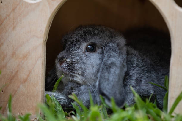 istock rabbit, bunny pet with blur background, animals 1393041985