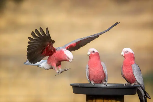 Australian galah with wings spread coming in for a landing.