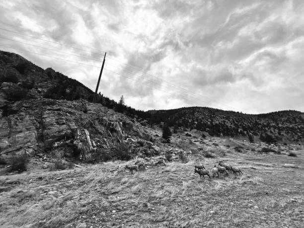istock Bighorn Sheep on Mountainside 1393043665