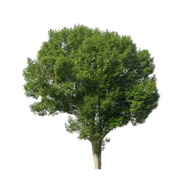 istock Trees that are isolated on a white background are suitable for both printing and web pages 1393045408