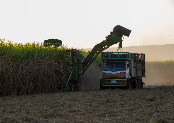 istock Sugar cane harvesting machine Loading sugarcane truck Productivity ready to sell 1393045453