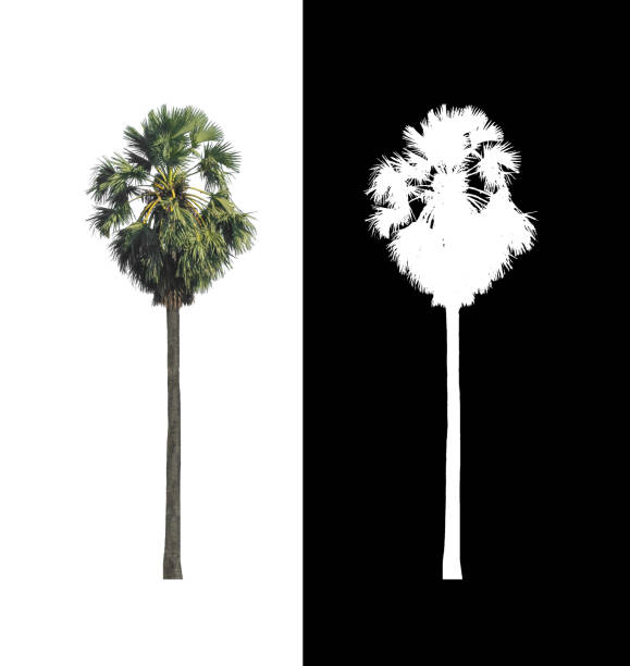 sugar palm that are isolated on a white background are suitable for both printing and web pages stock photo