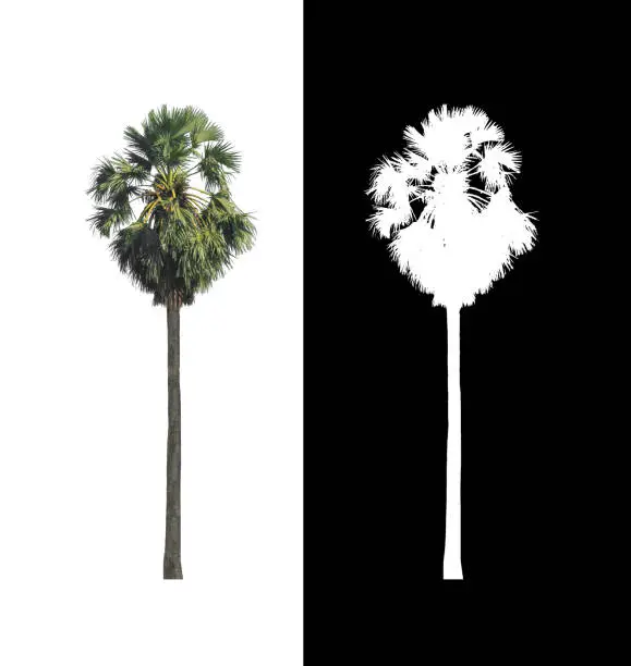 sugar palm that are isolated on a white background are suitable for both printing and web pages