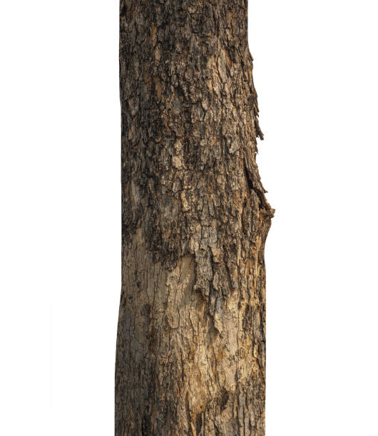 istock Trunk of a Tree Isolated On White Background 1393045502