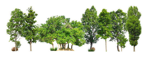 istock Trees green island isolated on white background 1393045518