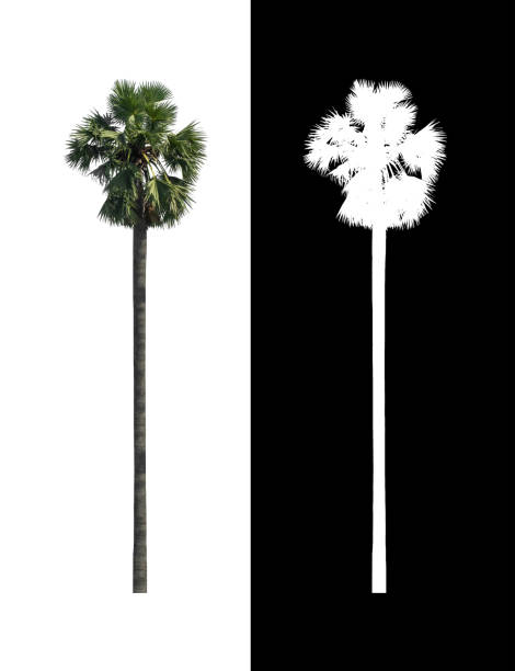 istock sugar palm that are isolated on a white background are suitable for both printing and web pages 1393045557