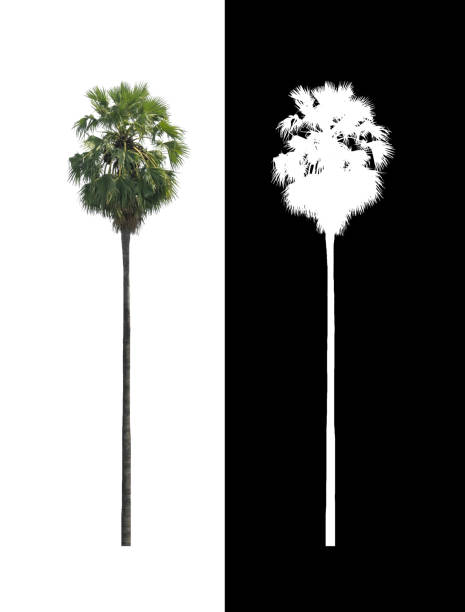 istock sugar palm that are isolated on a white background are suitable for both printing and web pages 1393045634