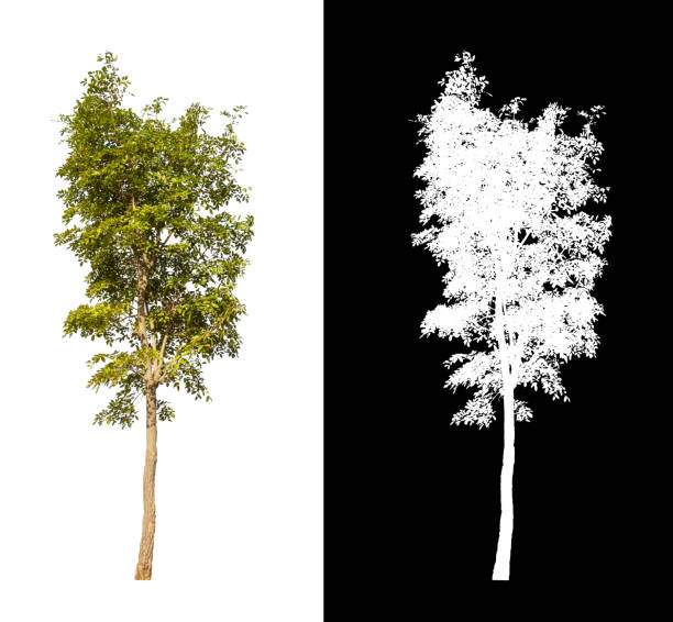 istock Trees that are isolated on a white background are suitable for both printing and web pages 1393045635