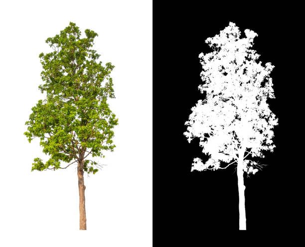 istock single tree with clipping path and alpha channel on black background 1393045636