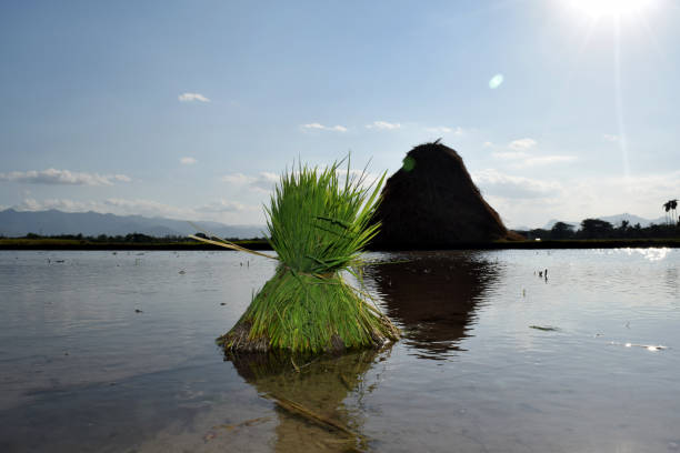istock Rice plant seeds in the fields 1393045641