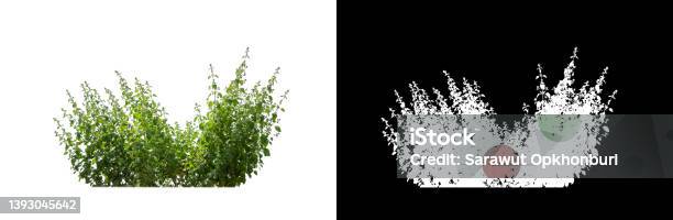 Clump Grass Isolated On White Background With Clipping Path And Alpha Channel Stock Photo - Download Image Now