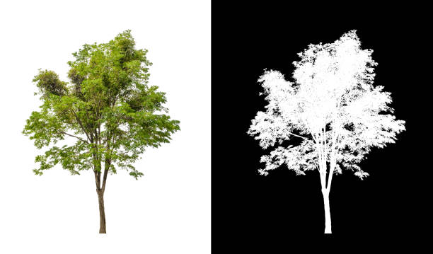 istock tree isolated on white background with clipping path and alpha channel 1393045644