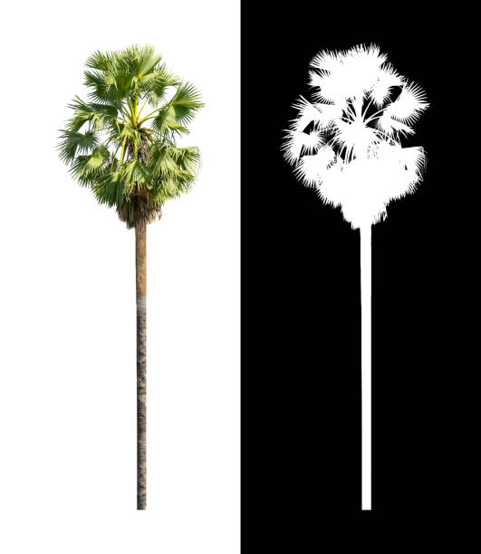 istock single sugar palm isolated on white background with clipping path and alpha channel 1393045645