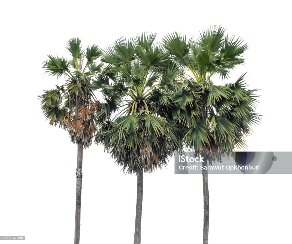 Palm tree group. High resolution tree landscape isolated on white background for print and web page with cut paths and alpha channels. Palm Tree Stock Photo