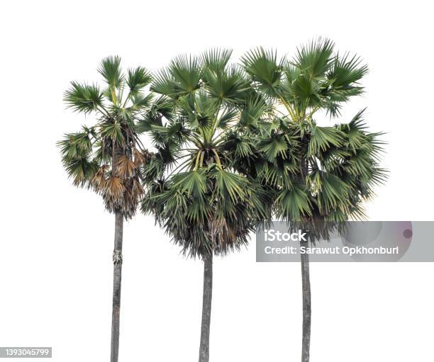 Palm Tree Group High Resolution Tree Landscape Isolated On White Background For Print And Web Page With Cut Paths And Alpha Channels Stock Photo - Download Image Now