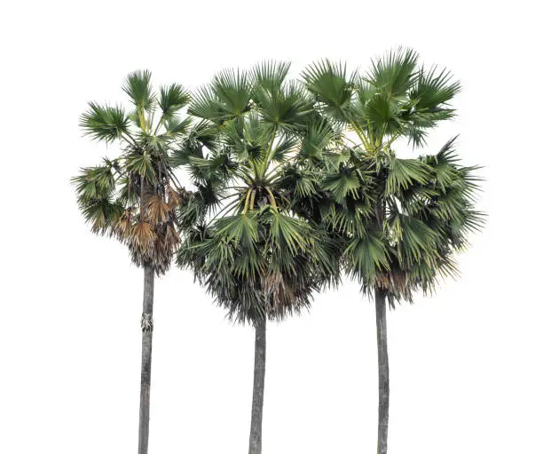 Palm tree group. High resolution tree landscape isolated on white background for print and web page with cut paths and alpha channels.