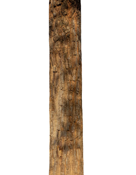 istock Trunk of a Tree Isolated On White Background 1393045801