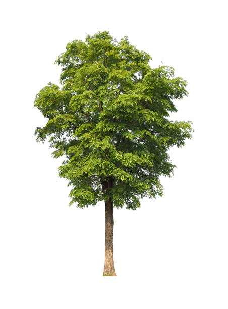 istock Trees that are isolated on a white background are suitable for both printing and web pages 1393045809