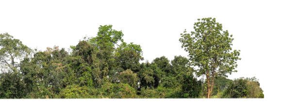 istock Green Trees isolated on white background.are Forest and foliage in summer for both printing and web pageswith cut path and alpha channel 1393045843