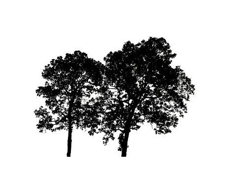 Isolated tree silhouette for brush on white background