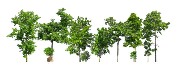 Trees green island isolated on white background stock photo