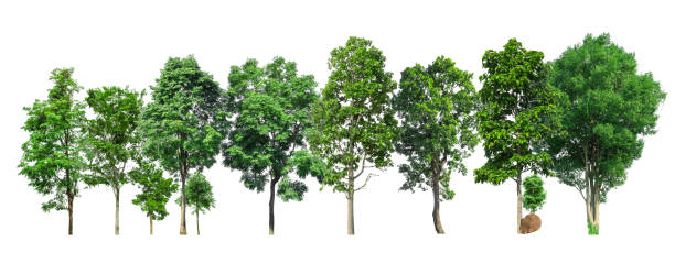 istock Trees green island isolated on white background 1393046466