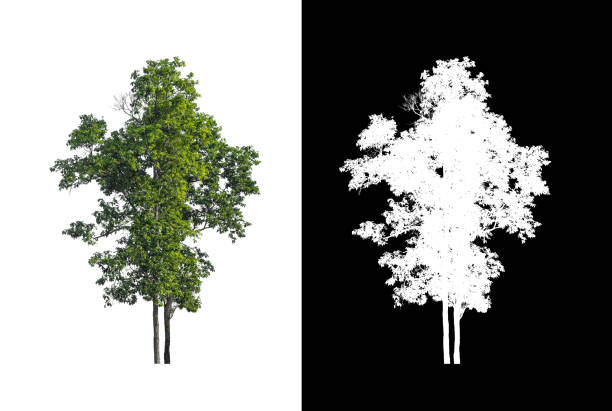 Tree that are isolated on a white background are suitable for both printing and web pages