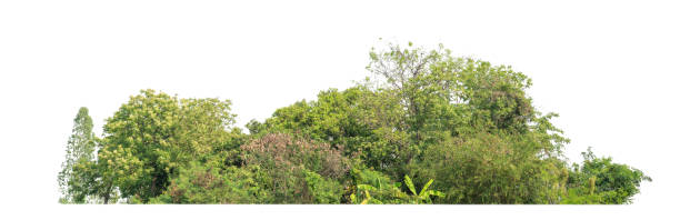 istock Green Trees isolated on white background.are Forest and foliage in summer for both printing and web pageswith cut path and alpha channel 1393046490