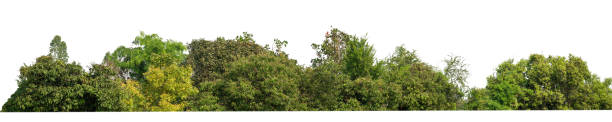 istock Green Trees isolated on white background.are Forest and foliage in summer for both printing and web pageswith cut path and alpha channel 1393046493