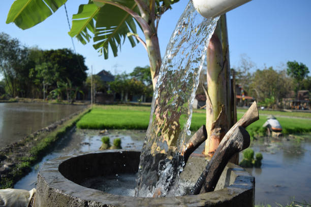 istock Irrigating rice fields belonging to farmers 1393046954