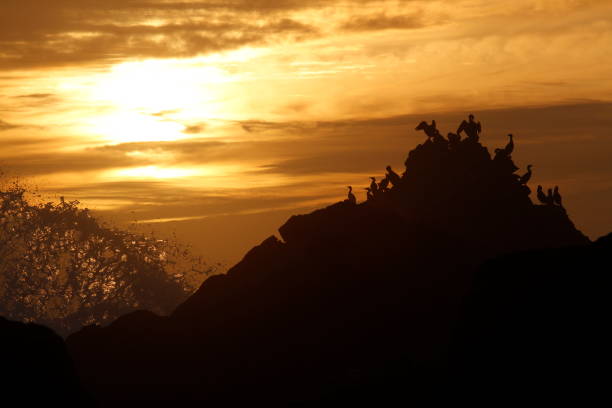 istock A flock of Double-crested Cormorants on a rock as a wave crashes at sunset 1393057477